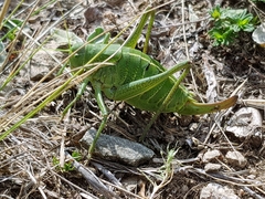 Polysarcus denticauda