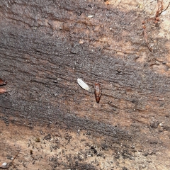 Haplophthalmus danicus