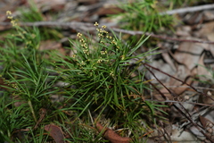 Lomandra obliqua