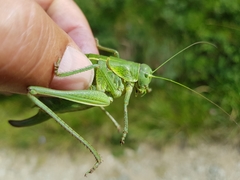Polysarcus denticauda