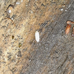 Haplophthalmus danicus