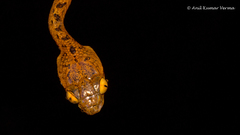 Boiga beddomei