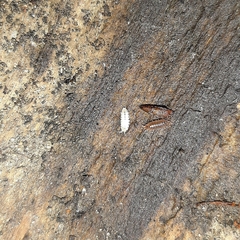 Haplophthalmus danicus