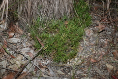 Lomandra obliqua