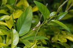 Pseudoxya diminuta