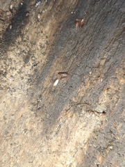 Haplophthalmus danicus