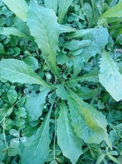 Helminthotheca echioides