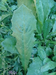 Helminthotheca echioides