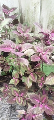 Coleus