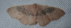 Idaea eugeniata