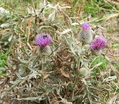 Cirsium eriophorum