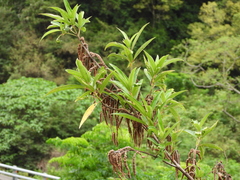 Boehmeria densiflora