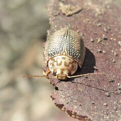 Paropsis omphale