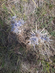 Eryngium amethystinum