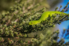 Naultinus elegans