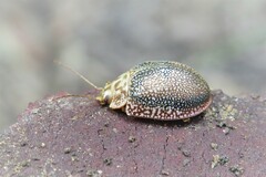 Paropsis omphale