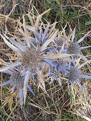 Eryngium amethystinum