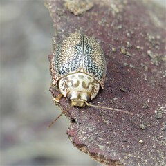 Paropsis omphale