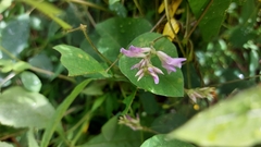 Amphicarpaea bracteata