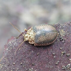 Paropsis omphale