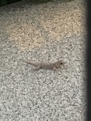 Tarentola mauritanica mauritanica