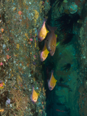 Pempheris affinis