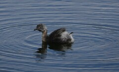 Poliocephalus poliocephalus