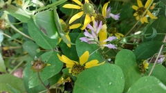 Amphicarpaea bracteata