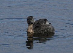 Poliocephalus poliocephalus