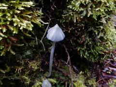 Entoloma canoconicum