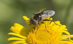 Eristalinus sepulchralis