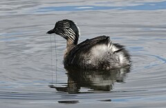 Poliocephalus poliocephalus