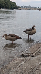 Alopochen aegyptiaca