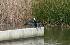 Microcarbo melanoleucos