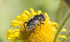 Eristalinus sepulchralis