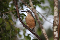 Ptiloris victoriae