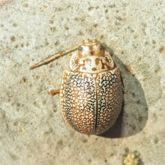 Paropsis omphale