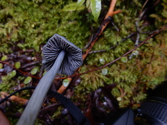Entoloma canoconicum
