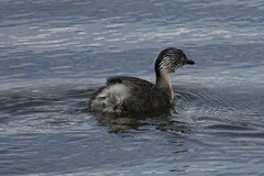 Poliocephalus poliocephalus