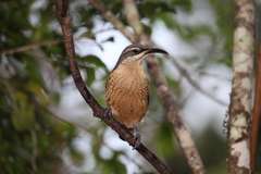 Ptiloris victoriae