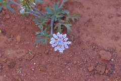 Trachymene cyanantha