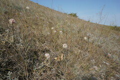 Allium marschalianum