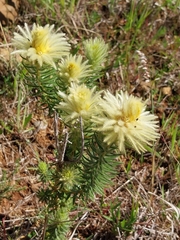 Phylica pubescens