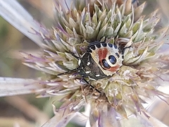 Carpocoris