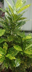 Codiaeum variegatum