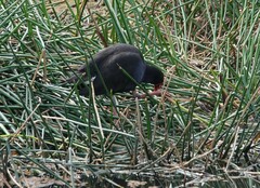Porphyrio melanotus melanotus