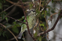 Ailuroedus maculosus