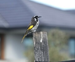 Phylidonyris novaehollandiae