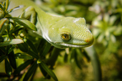 Naultinus elegans
