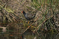 Gallinula tenebrosa